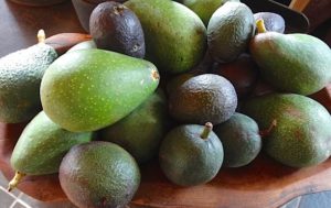 Other avocado varieties