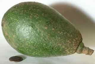 Hellen Avocado