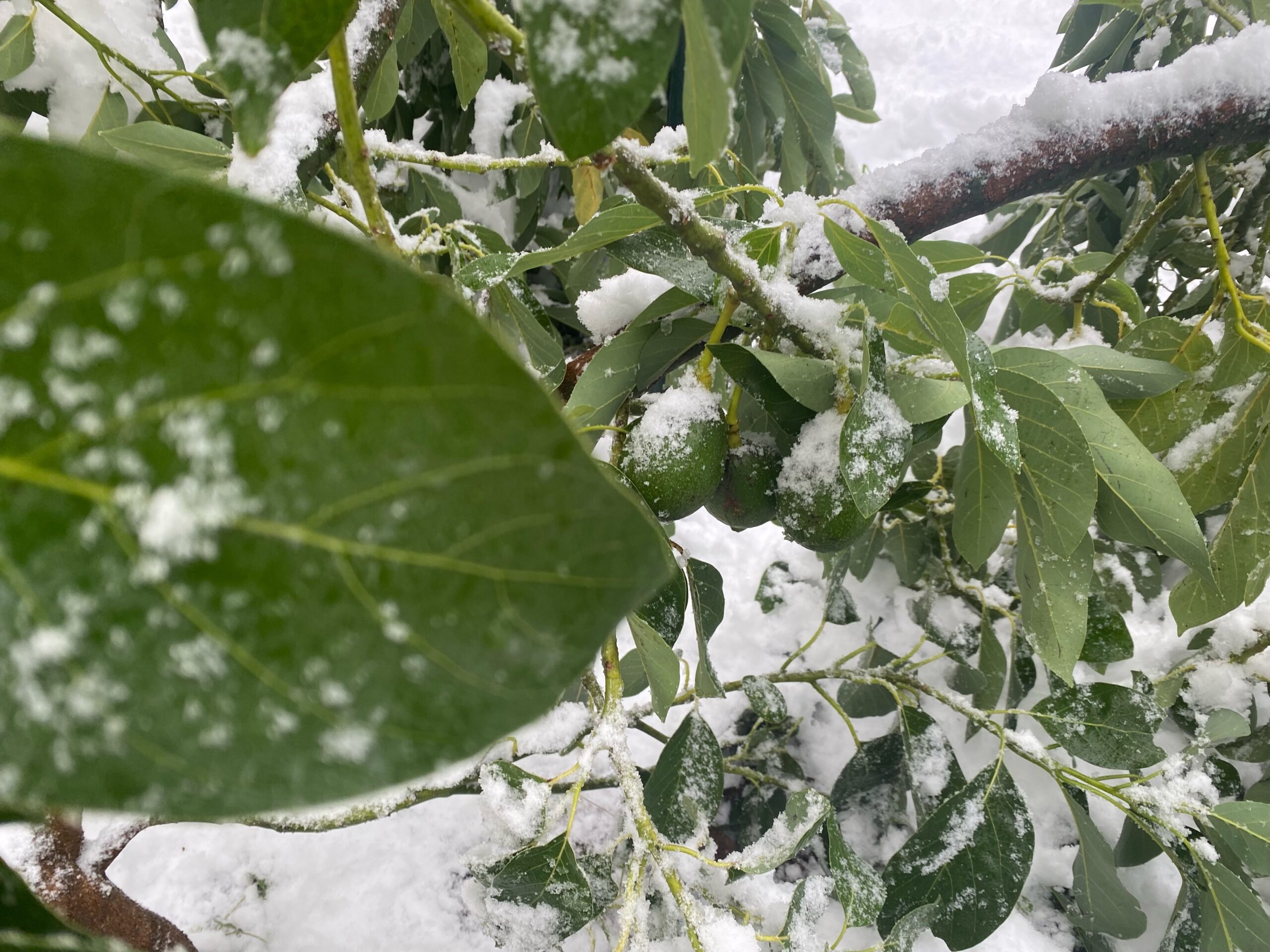 You can see the fruit hanging under the snow.