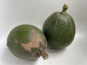 Ardith Avocado